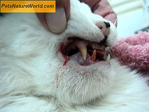 Gengivite felina: Comprensione della malattia parodontale nei gatti