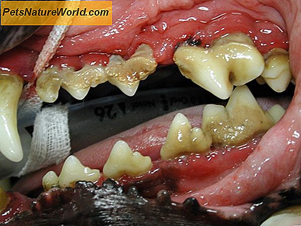 Pulizia dei denti canina Home vs. Professional