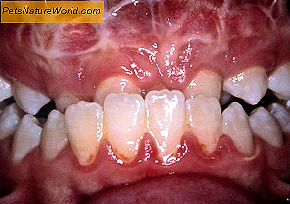 Apsauga nuo šunų dantenų ligų