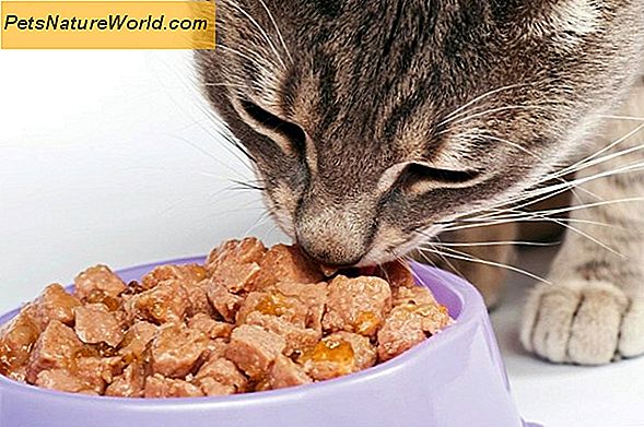 Disturbi del cibo per gatti