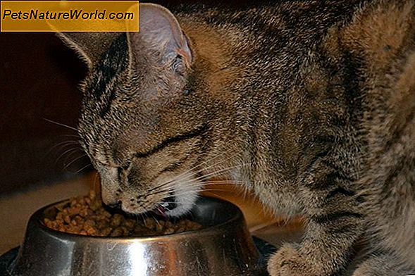 Scegliere il miglior cibo secco per gatti per i gatti più anziani