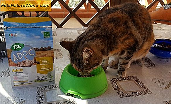 Ingredienti alimentari per gatti pericolosi e malsani