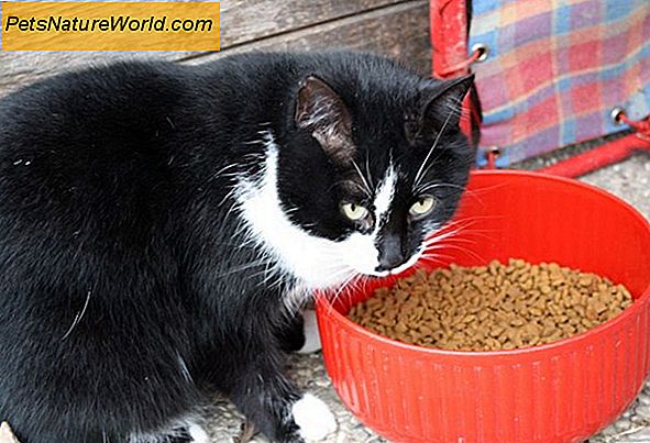 Dieta per gatti secchi