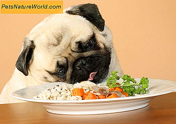 Alimenti per cani olistici a secco