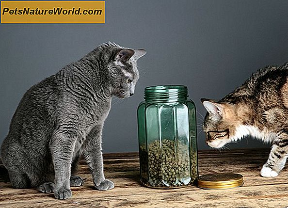 Consigli per l'alimentazione sana per gatti trattati