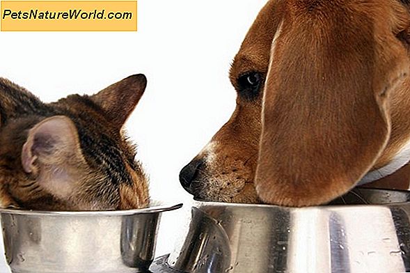 Trattamenti salutari per cani fatti in casa: Ingredienti per includere