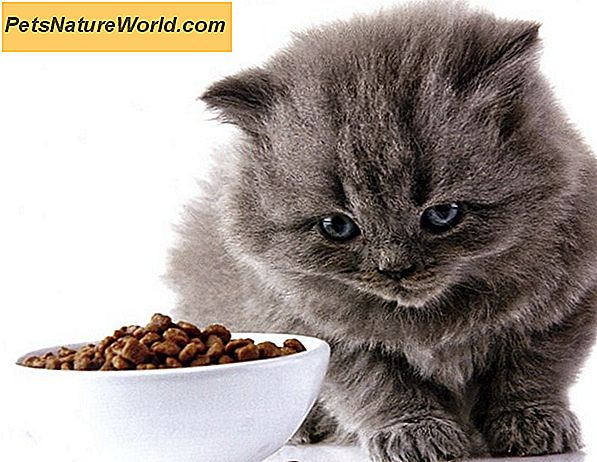 Quanto è efficace una dieta BARF per gatti?