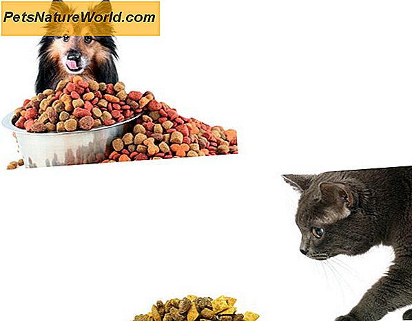 Ar maitinimas katės maistą šunims saugus?