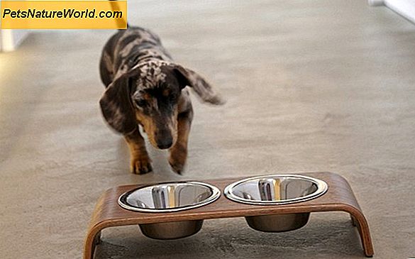Vale la pena il cibo per cani a scelta naturale?