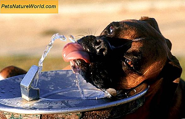 Cosa possono bere i cani oltre all'acqua? Sei domande comuni