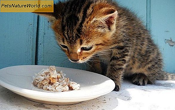 Kodėl mano katė nevalgo?