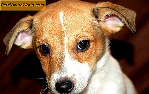 Come pulire le orecchie di cane con prodotti per la casa comuni
