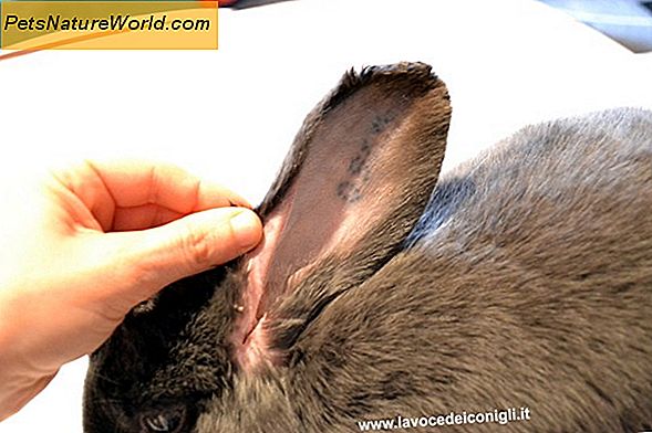 Sintomi di infezione dell'orecchio esterno nei gatti