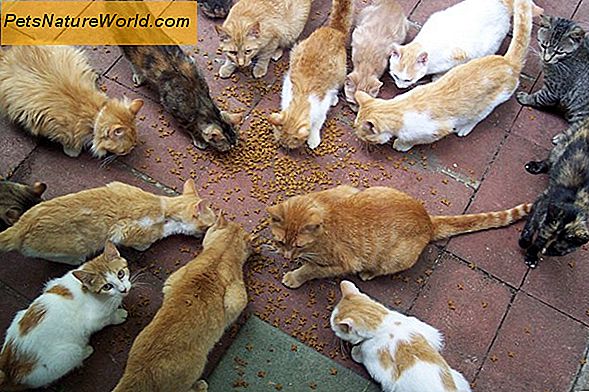 Nurodykite katės maistą jautriems skrandžiui