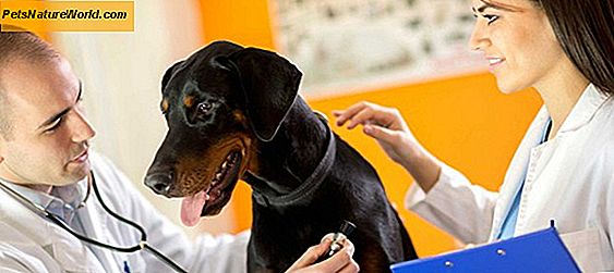 Medicina veterinaria di emergenza: una breve panoramica