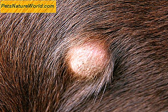 Canine Eye Warts: Come identificarli