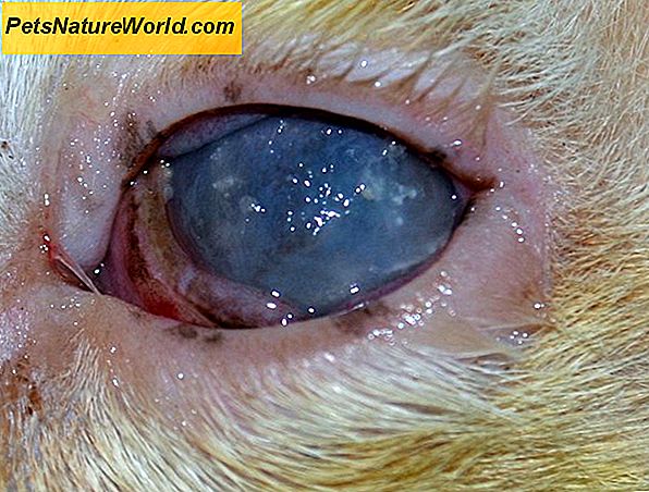 Infezioni degli occhi di gatto