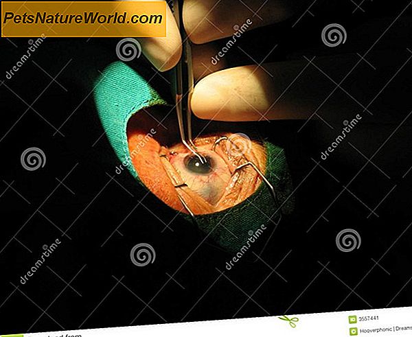 Chirurgia dell'occhio di ciliegia per cani