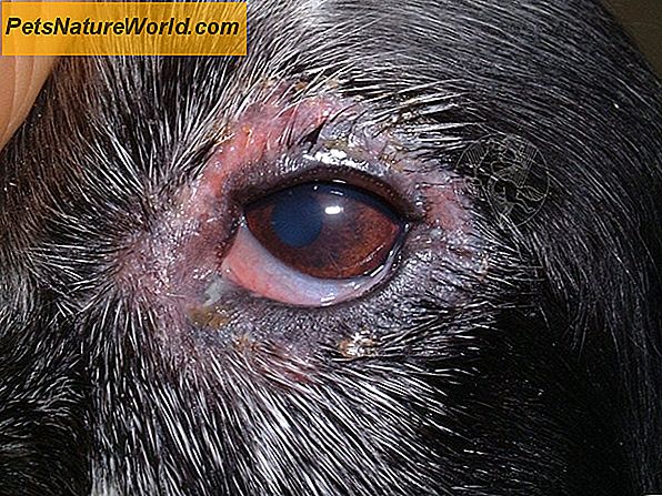 Occhio Allergia Relief per cani