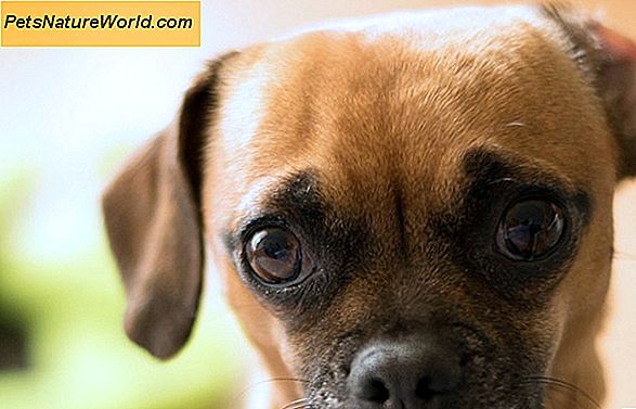 Collirio per il glaucoma nei cani