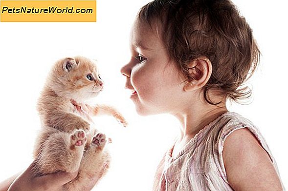 Gatti e bambini: 7 consigli per una sana convivenza