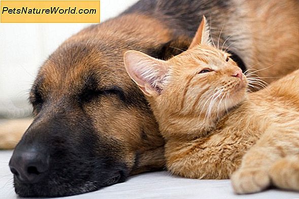 3 Differenze tra cane e gatto Prodotti delle pulci