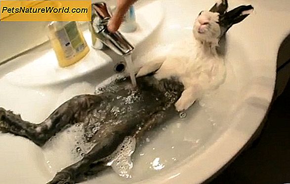 Gatti e gattini per il bagno