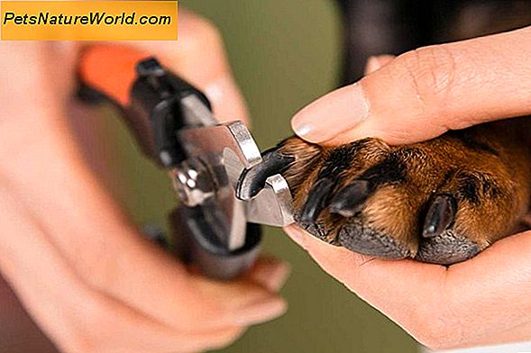 Nail Grooming per cani