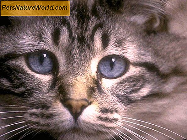 6 Disturbi di gatto che richiedono attenzione immediata