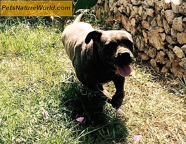 8 Problemi di salute del cane Boxer da seguire con cura
