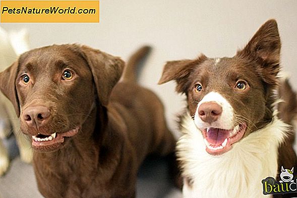 Agopuntura per cani: funziona?