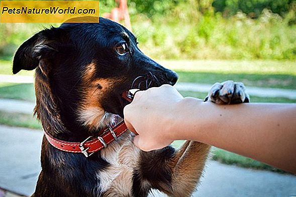 Assicurazione sanitaria per cani migliore: Lista di controllo per la copertura degli animali domestici