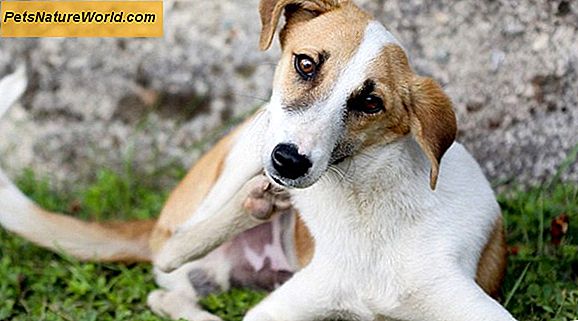 Scegliere il miglior veterinario canino che puoi permetterti