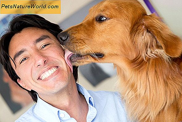 Ar šunų veterinarijos draudimas apima ACL sąlygas?