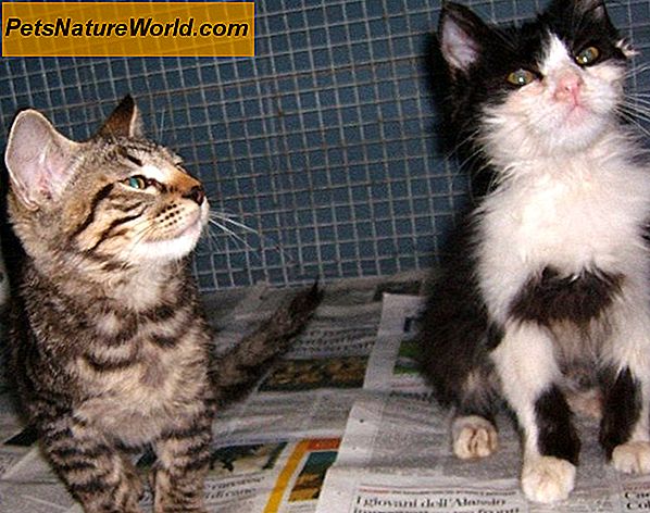 Adozione dei gattini dai ricoveri per animali: una lista di controllo della salute