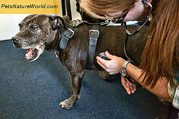 Ottenere assistenza veterinaria a prezzi accessibili per il tuo cane