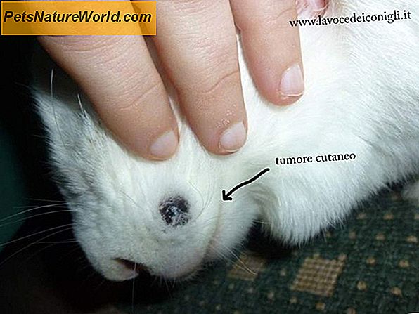 Diagnosi di infezioni agli occhi di gatto