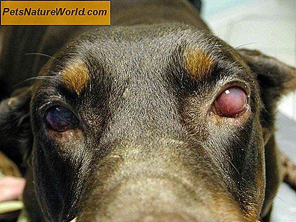 Prognosi della malattia del cane Cushings