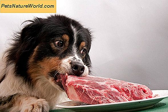 Hypothyreoïdie Dieetaanbevelingen voor honden