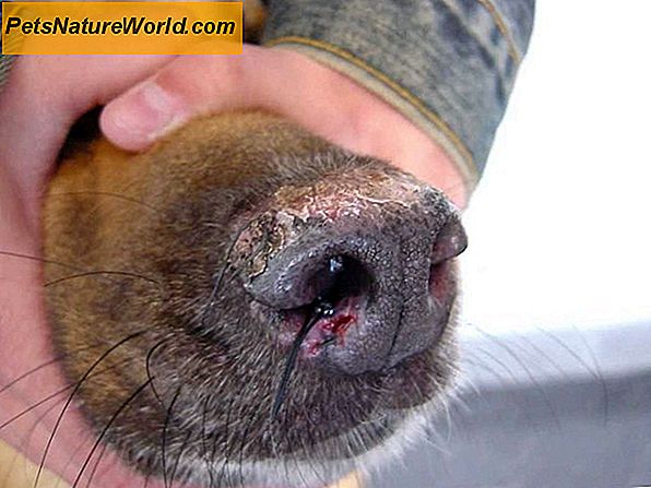 Canino SLE: Lupus eritematoso sistemico nei cani