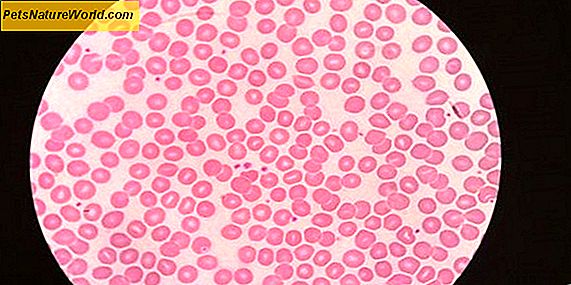 Anemia emolitica immuno-mediata (IMHA) o anemia emolitica autoimmune (AIHA)
