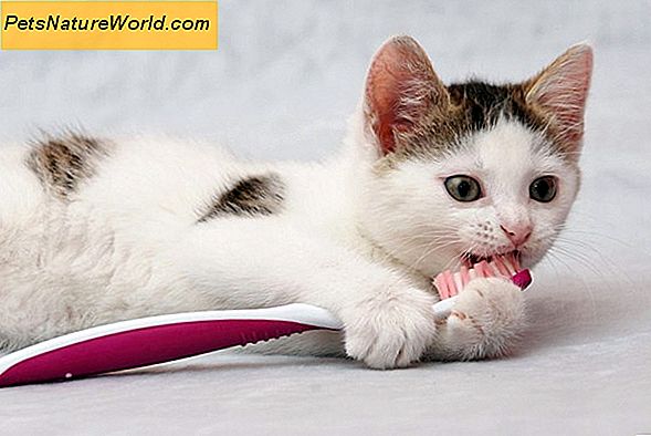 10 Labiausiai paplitusių kačių kačių ligų