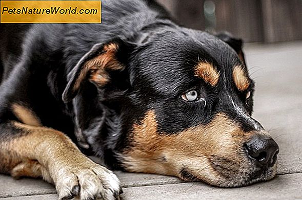 Ar šunų ligos yra užkrečiamos žmonėms?
