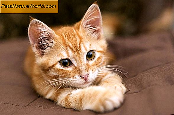 Prevenire l'anemia felina attraverso la protezione delle pulci del gatto