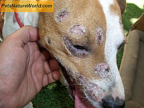 Monistat cura le infezioni da lieviti nei cani?