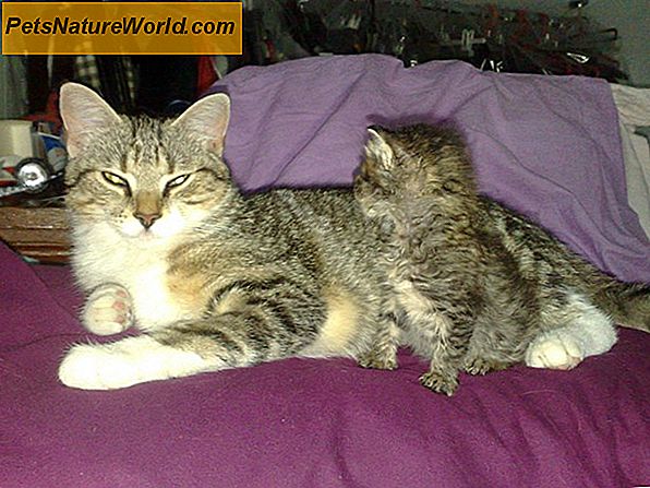 Lo svezzamento dei gattini dalla loro madre