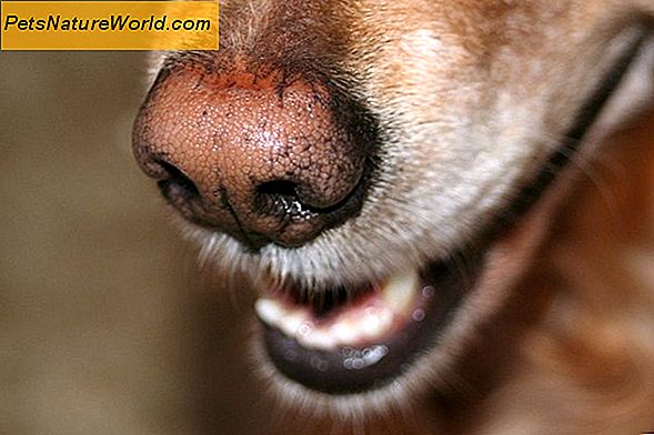 Canine Diabete Insipudus Sintomi