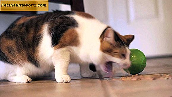Pancreatite felina: insufficienza pancreatica esocrina nei gatti