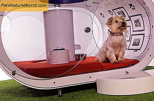 Idroterapia canina