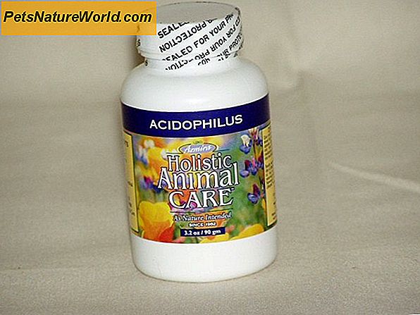 Acidophilus for Cats